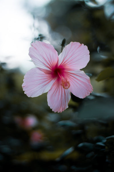 Hibiscus 🌺