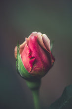 Load image into Gallery viewer, Body &amp; Aromatherapy Oils
